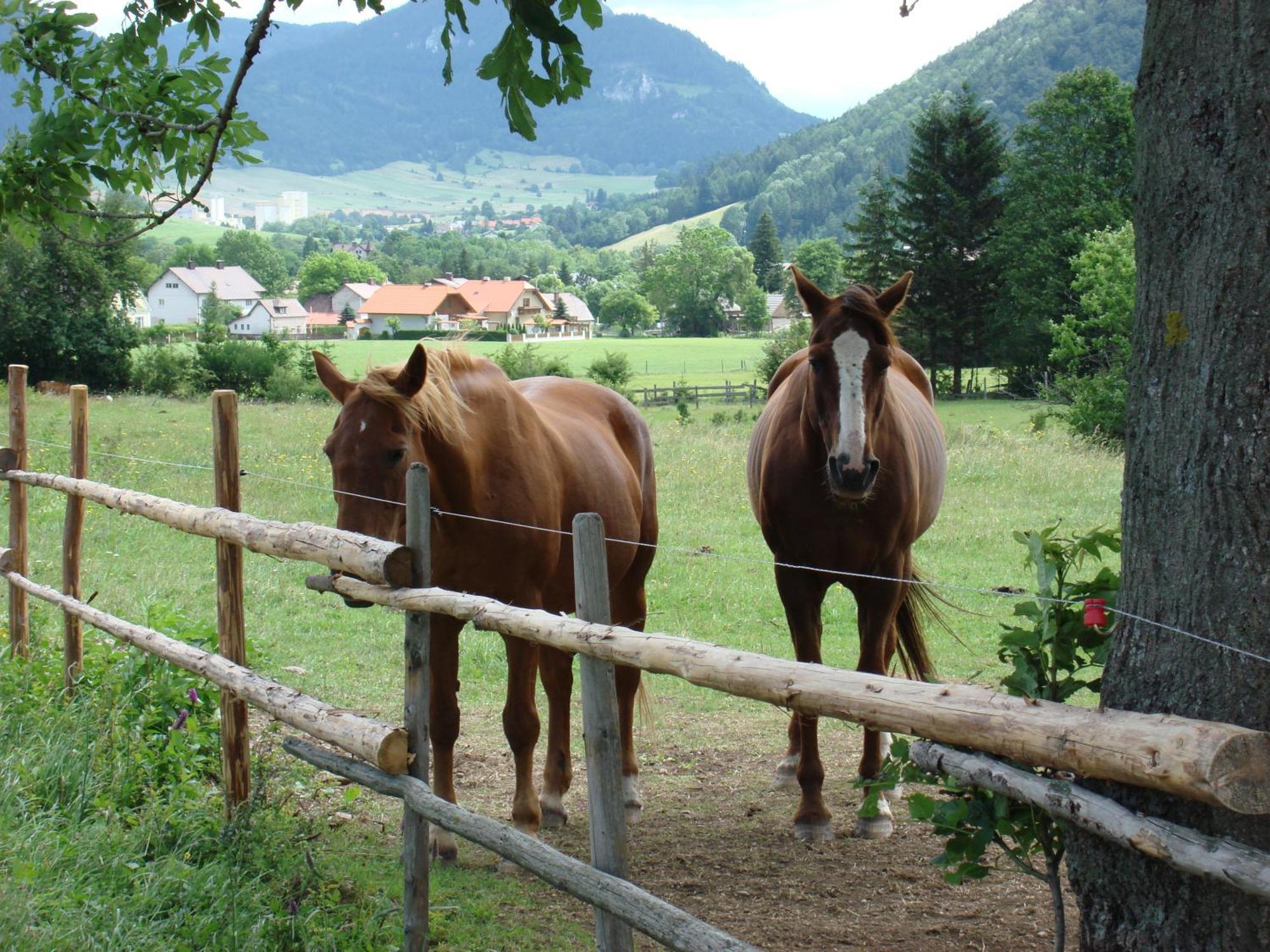 Hotel Paradiesquelle Puchberg am Schneeberg Ngoại thất bức ảnh